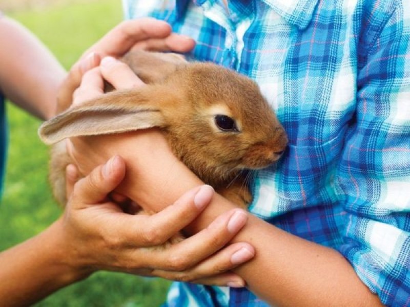 Чим дикий кролик відрізняється від домашнього: 10 відмінностей у фізіології та способі життя